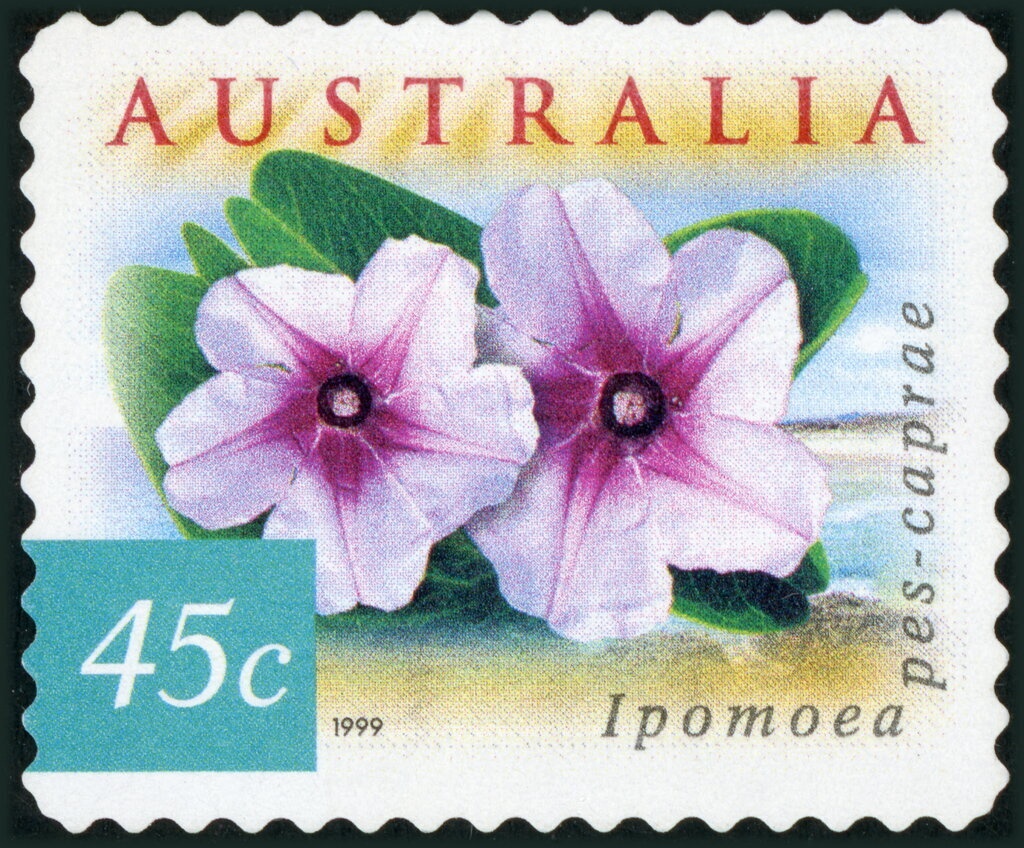 Lifeguard on Watch - Vigilance