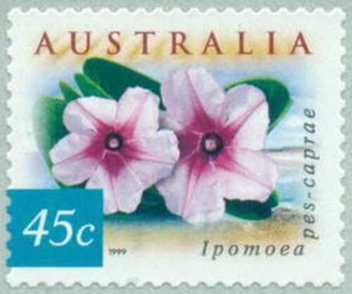 Tasmanian Devil (Sarcophilus harrisii)