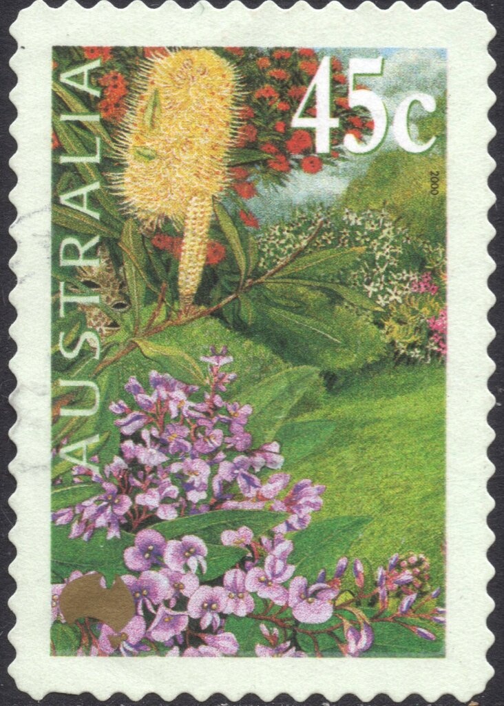 Potato Cod (Epinephelus tukula), Maori Wrasse (Cheilinus