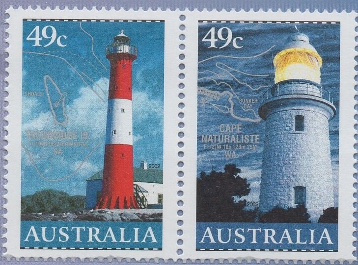 Black Swan (Cygnus atratus)