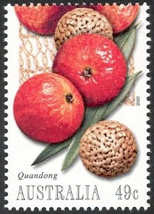 Squirrel Glider (Petaurus norfolcensis)