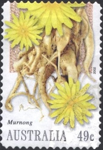 Floral Festival - Jacaranda