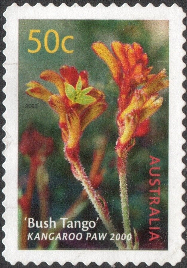 Thylacine (Thylacinus cyanocephalus)