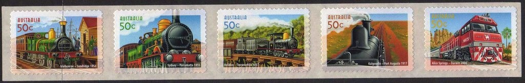 Australian Shelduck (Tadorna tadornoides)