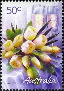 Radjah Shelduck (Tadorna radjah)