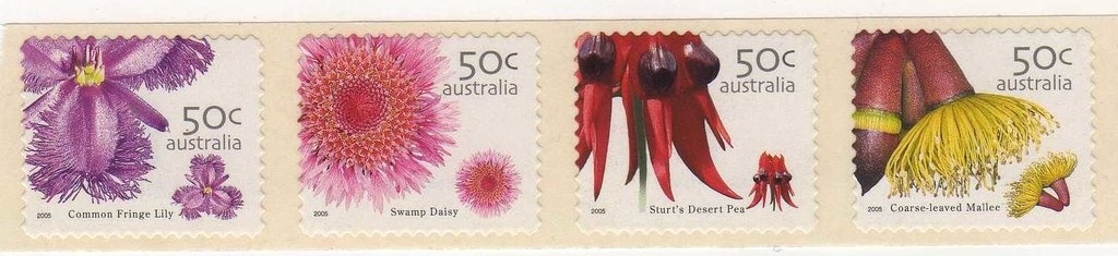 Saddle Butterflyfish (Chaetodon ephippium)