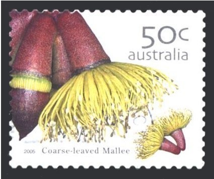 Emperor Gum Moth (Opodiphthera eucalypti)