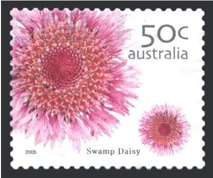 Wollemi Pine (Wollemia nobilis)