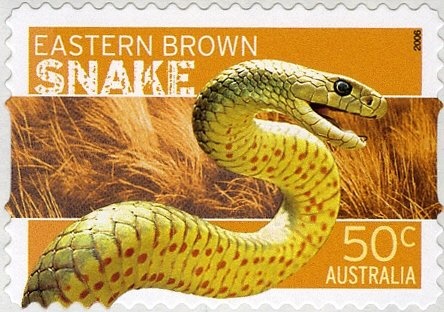 Short-beaked Echidna (Tachyglossus aculeatus)