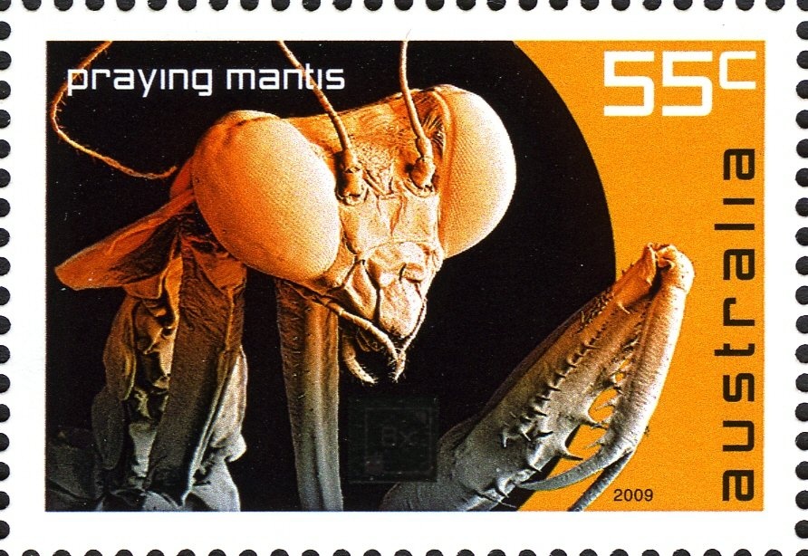 Box Jellyfish (Chironex fleckeri)