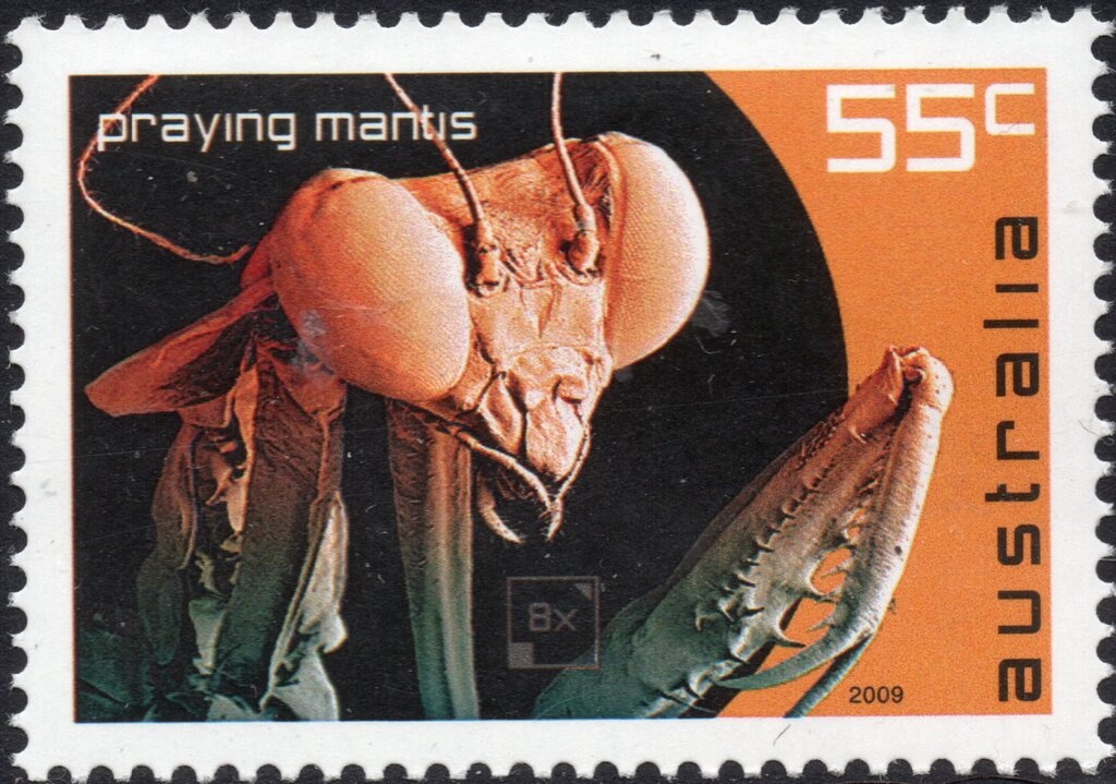 Yellow-footed Rock Wallaby (Petrogale xanthopus)