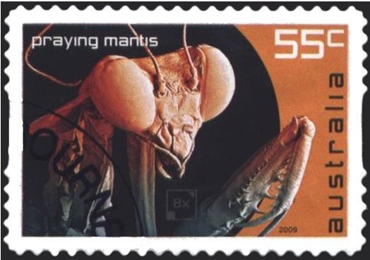 Common Wombat (Vombatus ursinus)