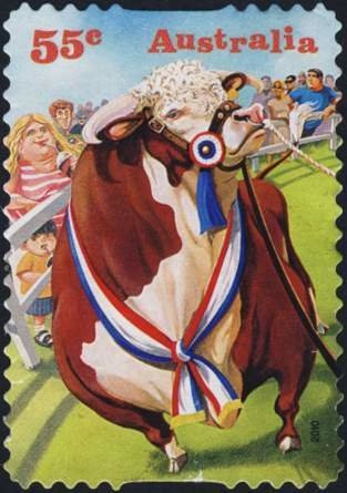 Red Kangaroo (Osphranter rufus)