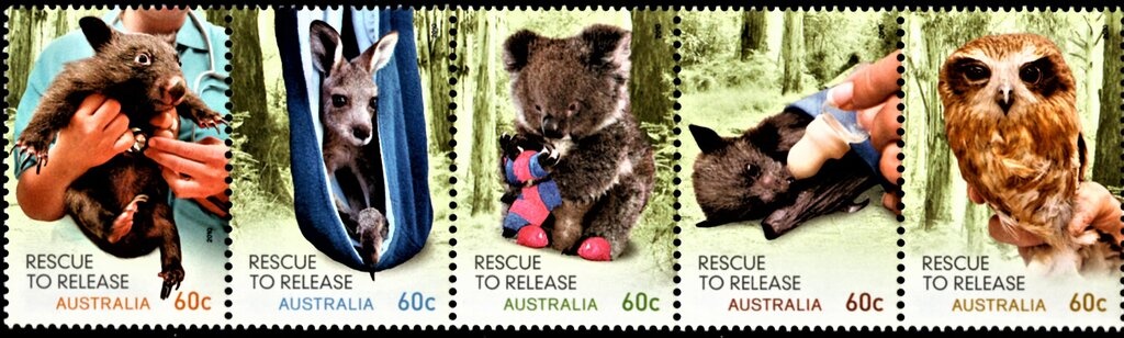 Smooth Marron (Cherax cainii)