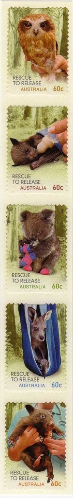 Superb Lyrebird (Menura novaehollandiae)