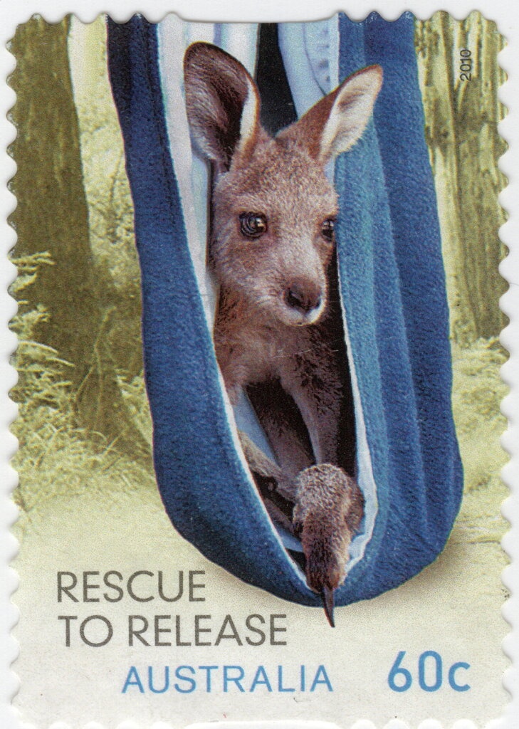 Lemon Aspen (Acronychia acidula)