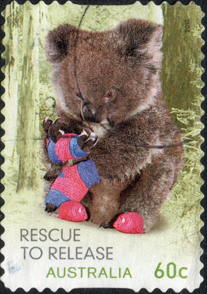 Western Lowland Gorilla (Gorilla gorilla gorilla)