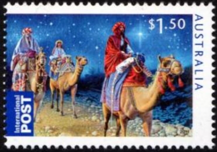 Wollemi Pine (Wollemia nobilis)