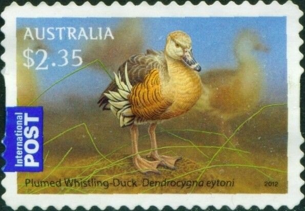 Jersey Cattle (Bos primigenius taurus) - Dairy