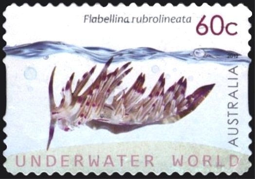 Australian Light Horseman and Re-enactment