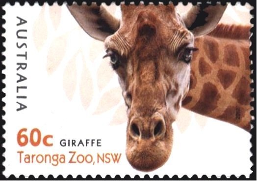 Saltwater Crocodile (Crocodylus porosus)