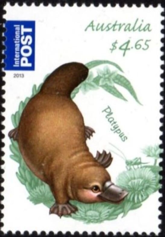 Eastern Grey Kangaroo (Macropus giganteus)