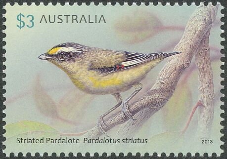 Wollemi Pine (Wollemia nobilis)