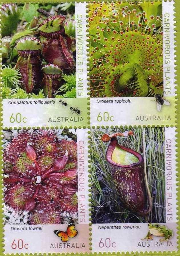 Little Penguin (Eudyptula minor)