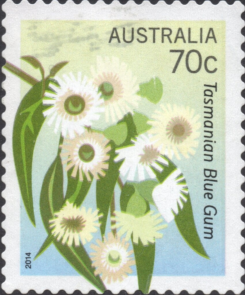 Blue Lake Wetland, New South Wales