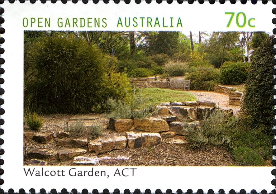 Silver Banksia (Banksia marginata)