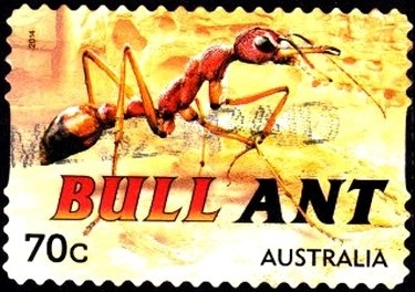 Black and White Border Collie