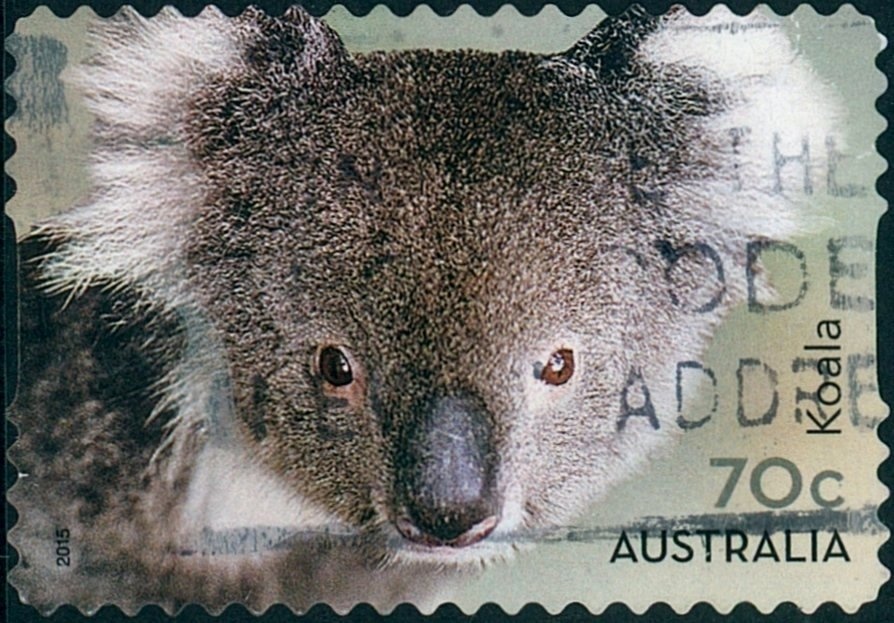 Eastern Grey Kangaroo (Macropus giganteus)