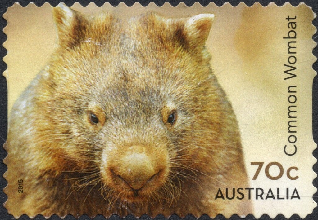 Laughing Kookaburra (Dacelo novaeguineae) - New South Wales