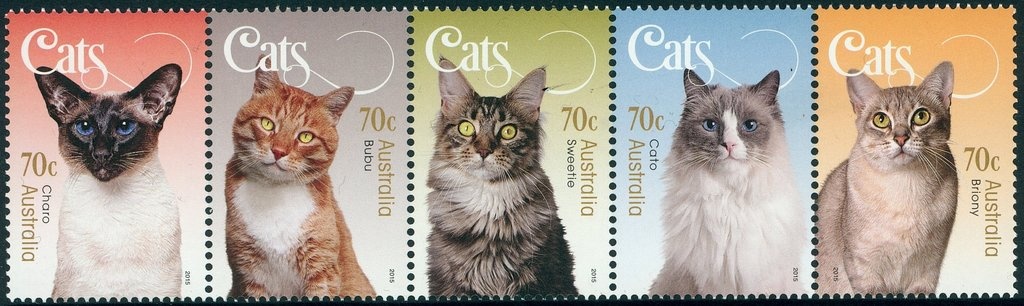 Hourglass Dolphin (Lagenorhynchus cruciger)