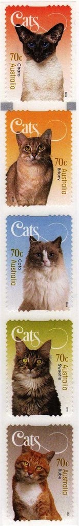 Galah (Eolophus roseicapilla)