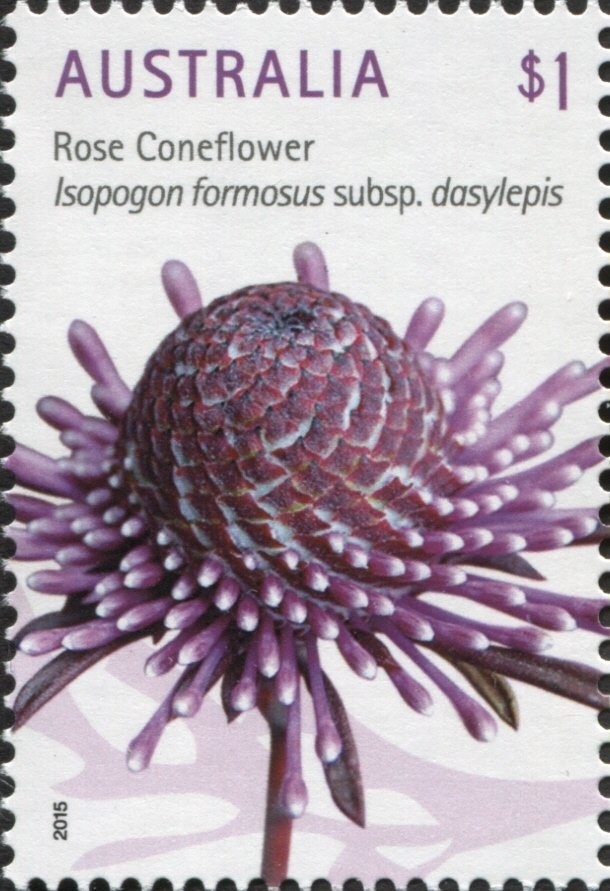 Pollinators, Eastern Spinebill (Acanthorhynchs tenuirostris)