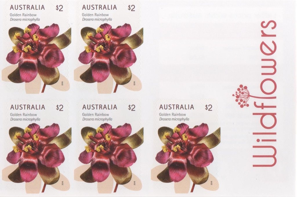 Cooktown Orchid (Dendrobium bigibbum)