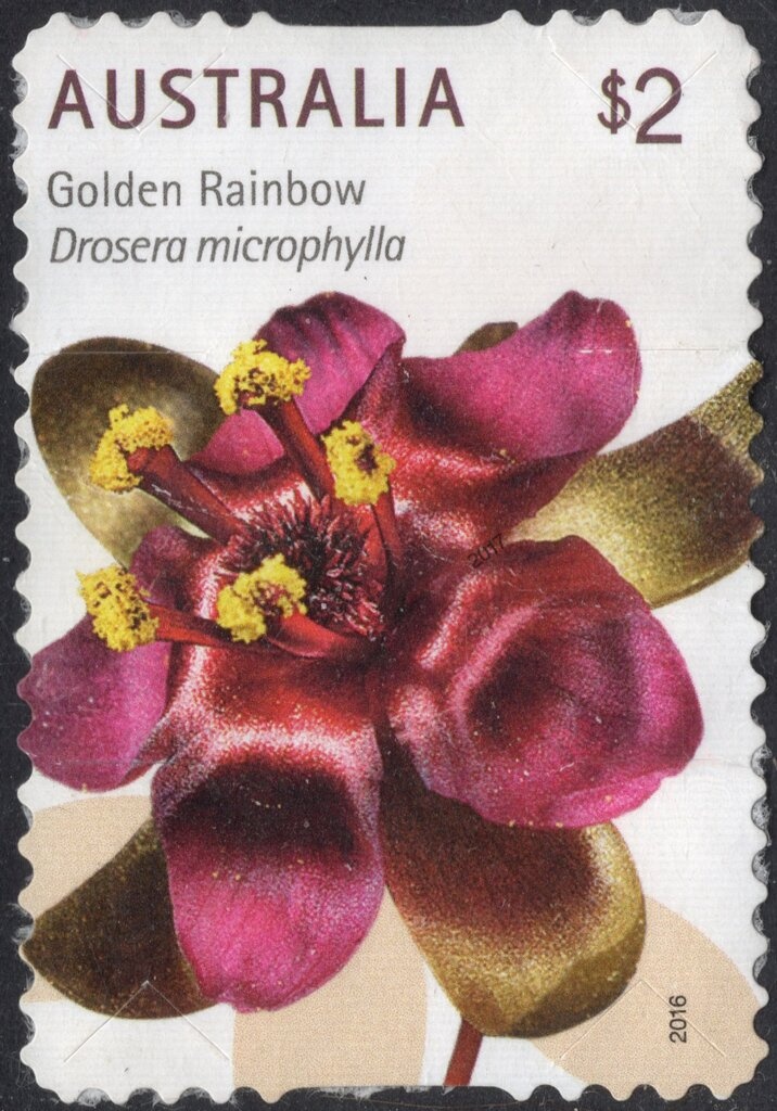 Western Lowland Gorilla (Gorilla gorilla gorilla)