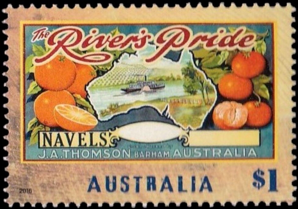 Miniature Schnauzer (Canis lupus familiaris)