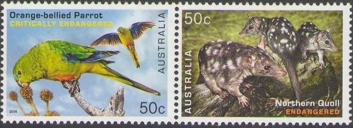 Western Swamp Tortoise (Pseudemydura umbrina)