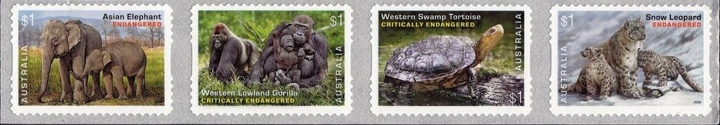 Australian Terrier (Canis lupus familiaris)