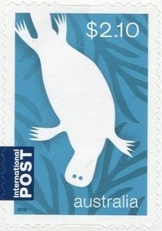 Queensland Bottle Tree (Brachychiton rupestris)