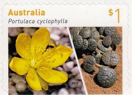 Kangaroo and Map, Perforated OS