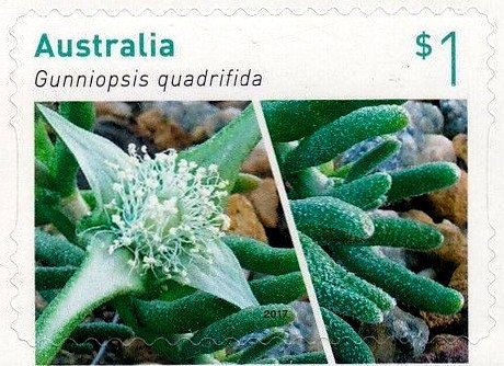 Macleay’s Spectre (Extatosoma tiaratum)