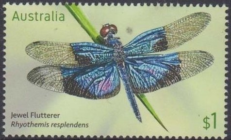 Davies’ Tree Frog (Litoria daviesae)