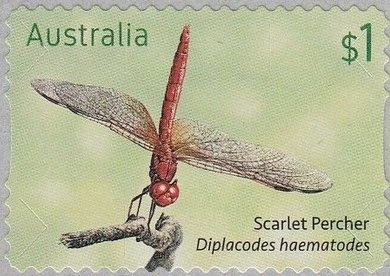 Kangaroo and Map, Perforated OS