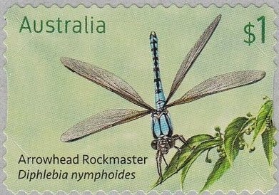 Bordered Rustic (Cupha prosope)