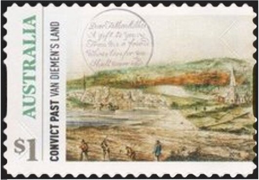 Little Penguin (Eudyptula minor)