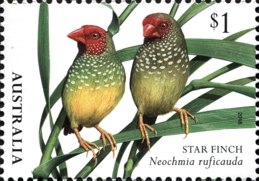 Gang-gang Cockatoo - Australian Capital Territory