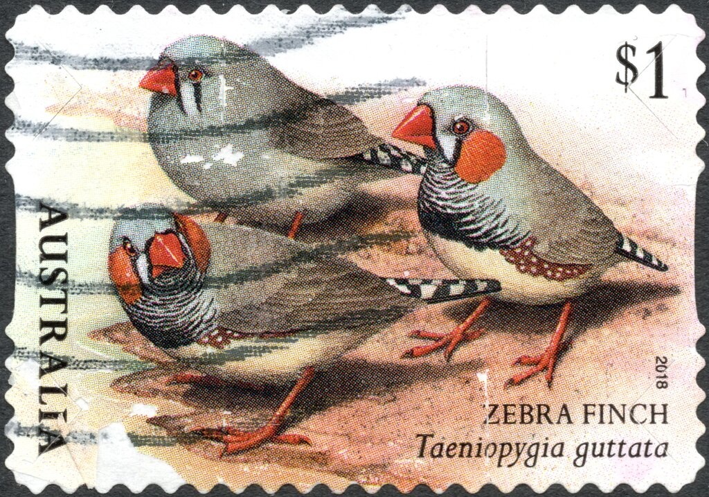 David Malouf (Colour photograph)